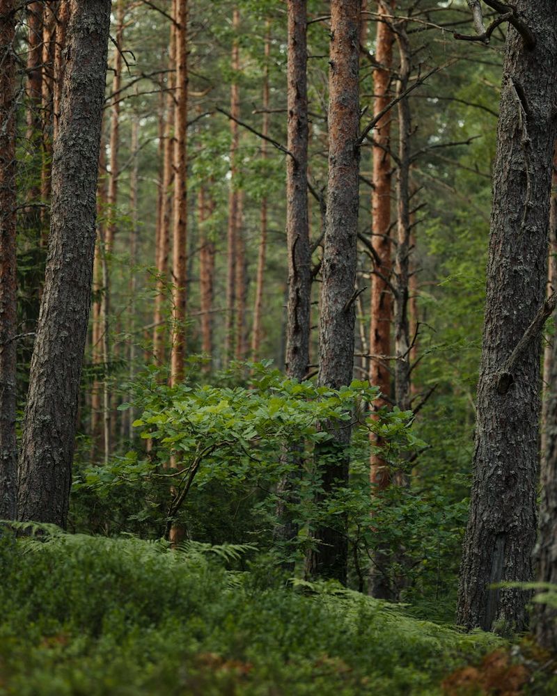 Abstract green forest landscape representing natural herbal balance