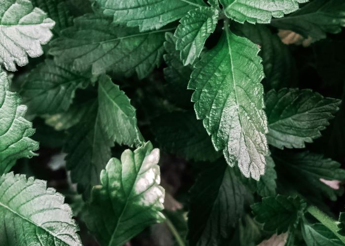 Close up of fresh green herbal leaves structure